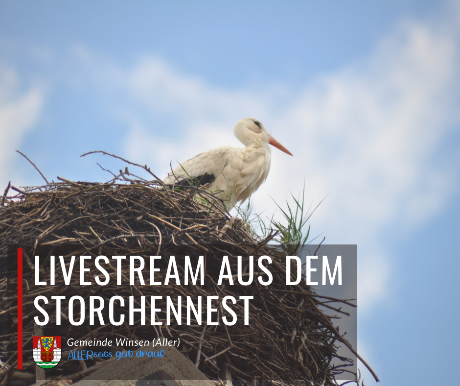 Storch im Nest mit Text "LIVESTREAM AUS DEM STORCHENNEST, Gemeinde Winsen (Aller)".